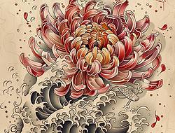 菊花手稿(16张)