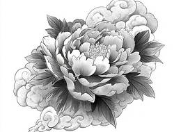 牡丹花手稿(11张)