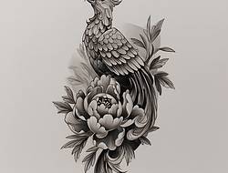牡丹花手稿(11张)